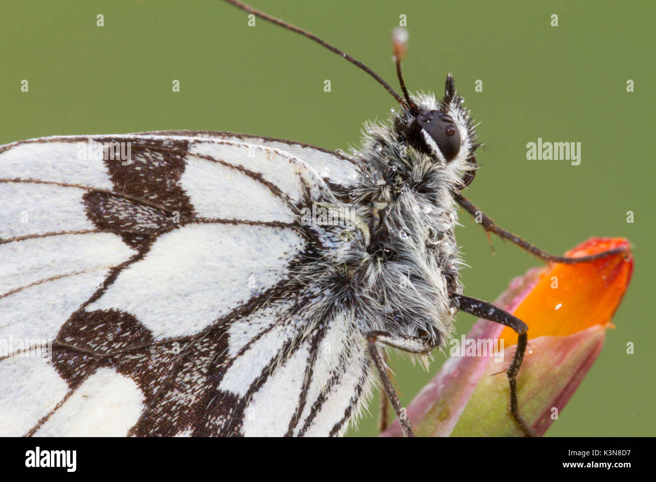 Macro con i dettagli del corpo e le ali di marmo bianco o a farfalla Melanargia galathea. Lombardia, Italia Foto Stock