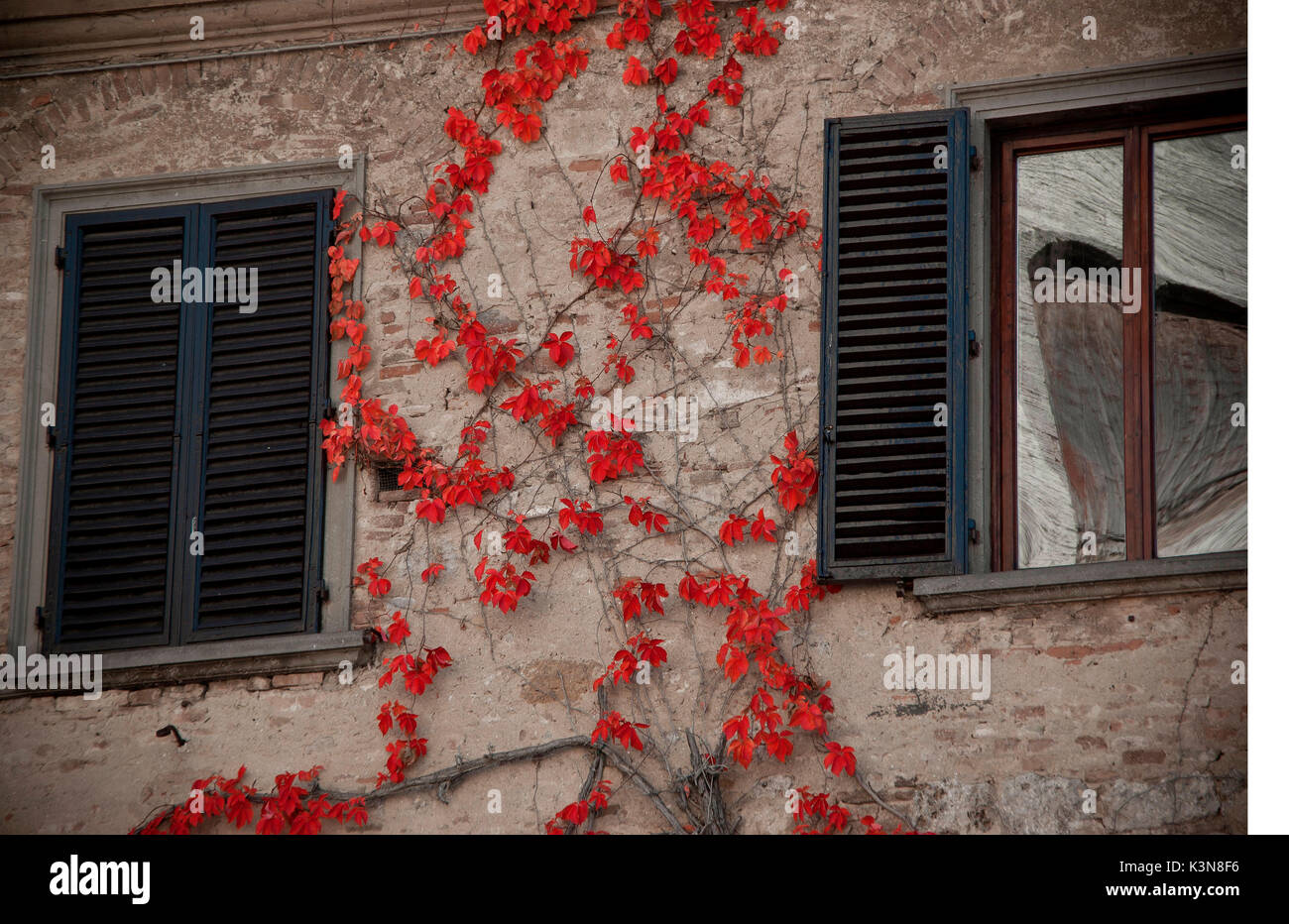 Dettaglio di un ivy con foglie rosse arrampicarsi tra due finestre su una parete di una vecchia casa nel centro di San Gimignano. Toscana, Italia. Foto Stock