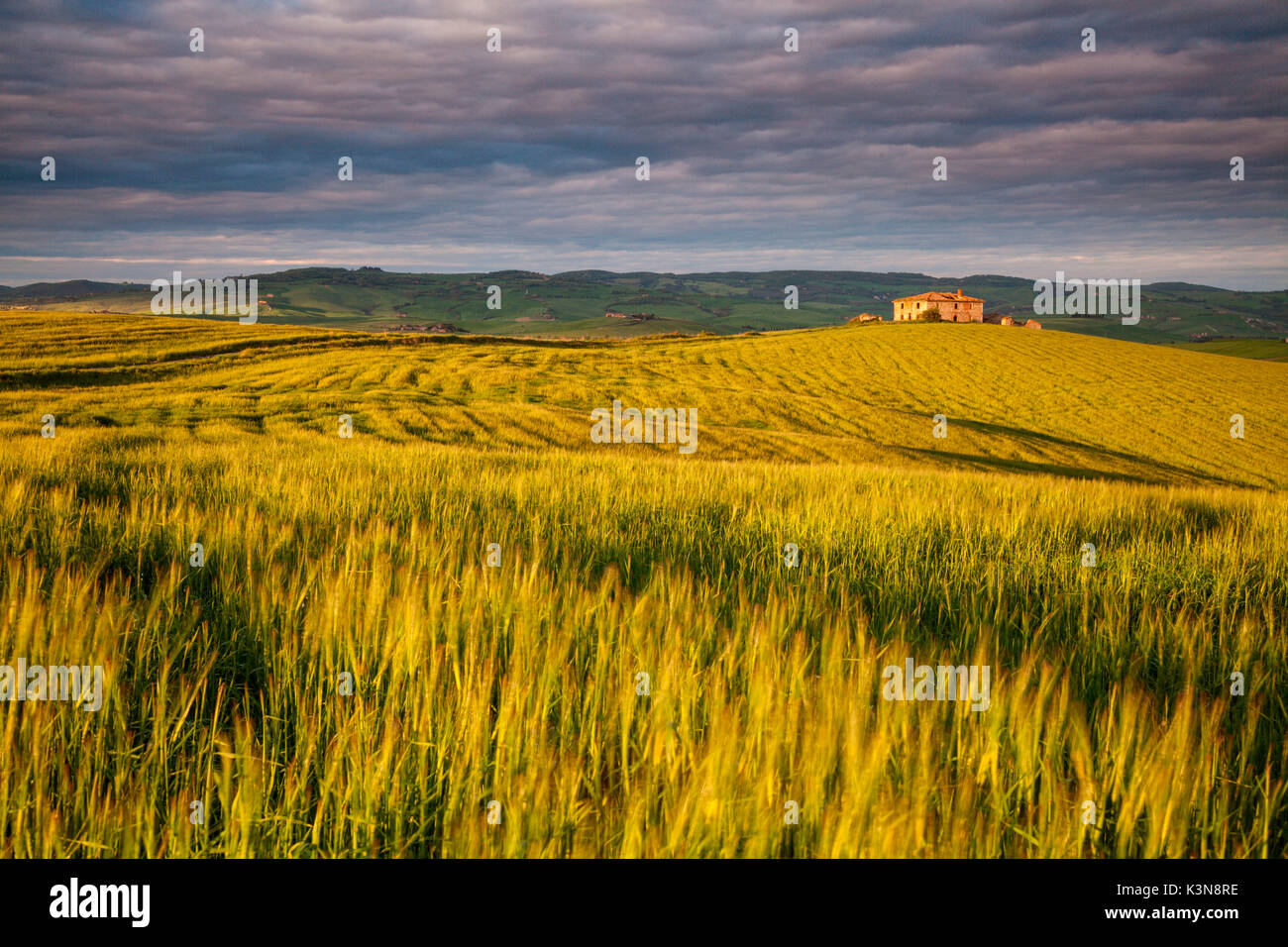Gallina, val d'Orcia, Toscana, Italia. Un cottage tra campi di grano in val d'Orcia, le colline al tramonto con il cielo nuvoloso Foto Stock