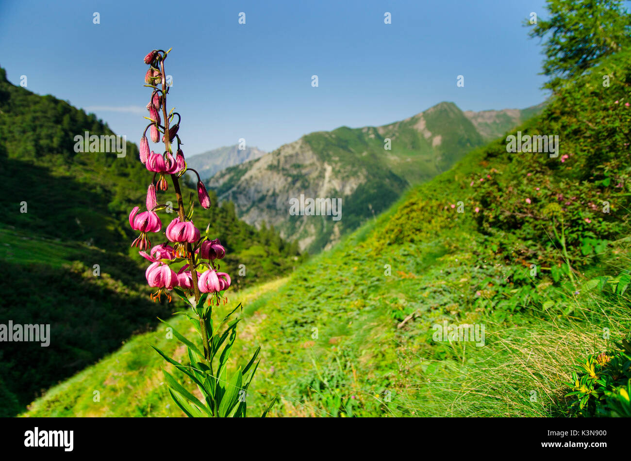 Turk cappuccio del giglio (Valle Soana, il Parco Nazionale del Gran Paradiso, Piemonte, alpi italiane) Foto Stock