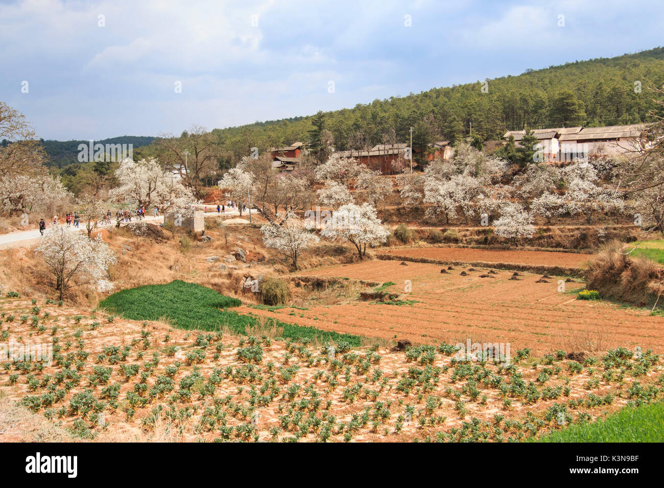Pera alberi in piena fioritura nei pressi del villaggio su Heqing, Yunnan in Cina Foto Stock