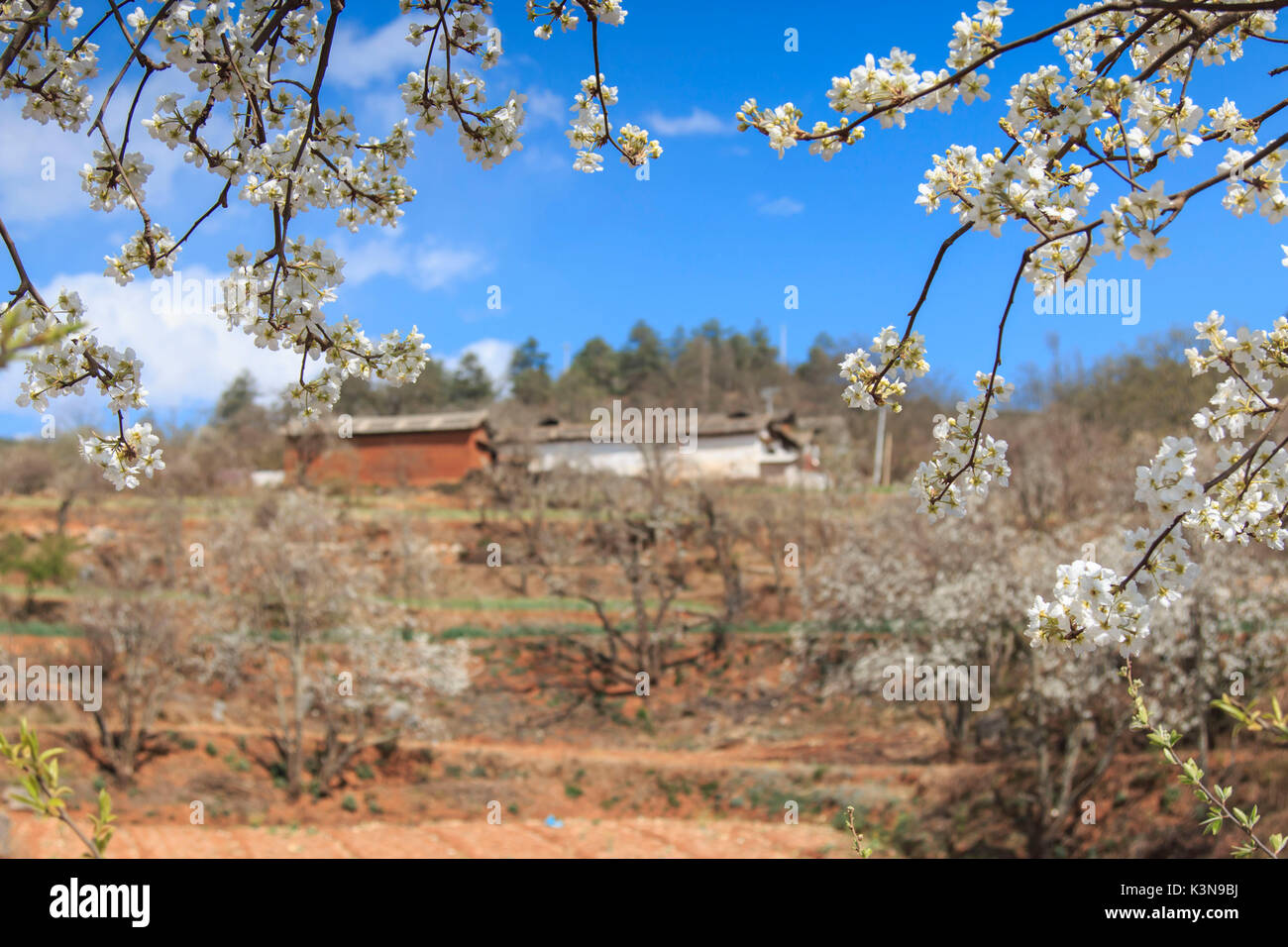 Pera alberi in piena fioritura nei pressi del villaggio su Heqing, Yunnan in Cina Foto Stock