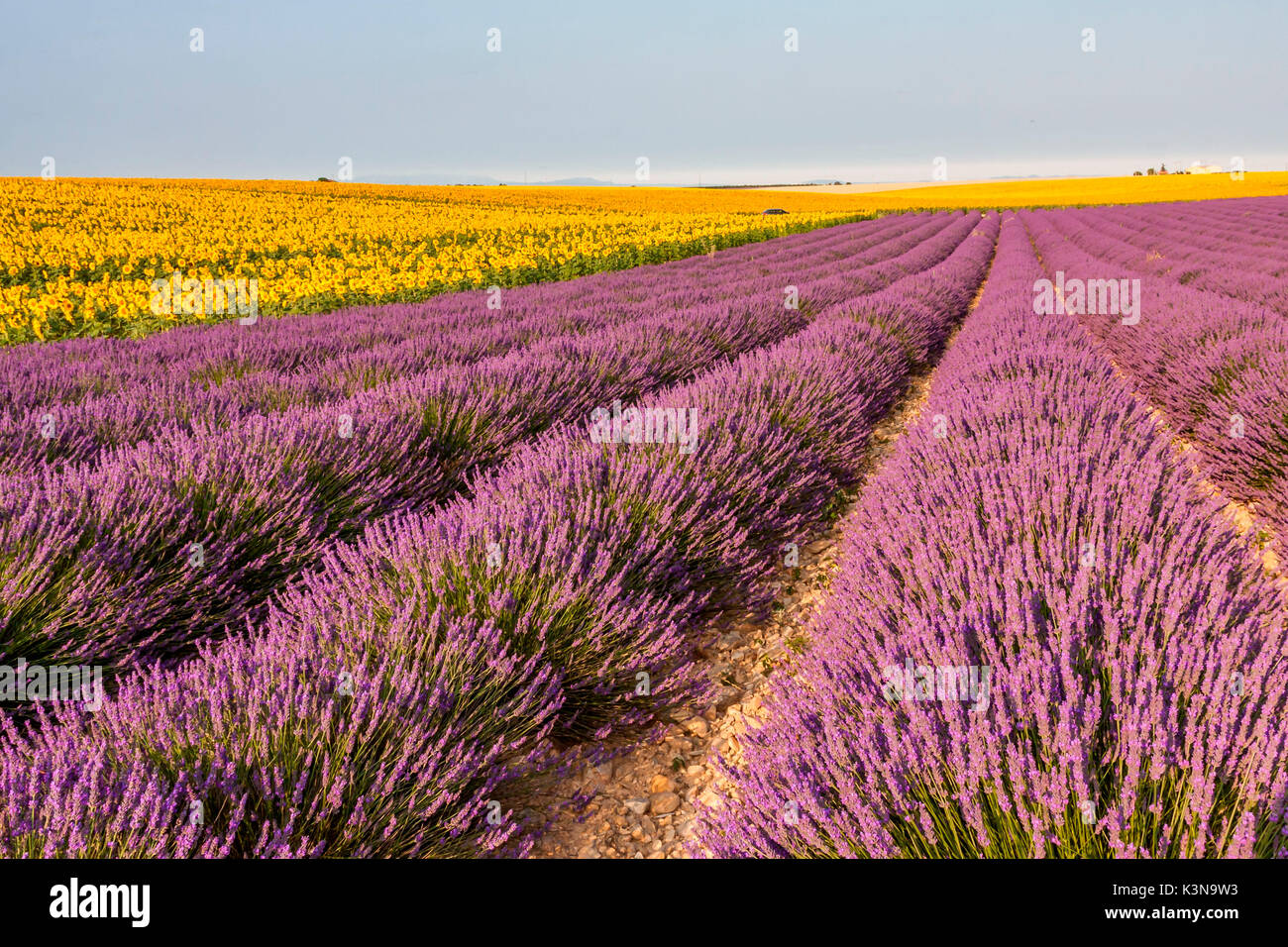 Francia Provenza Alpi Costa Azzurra, Haute Provence, l'altopiano di Valensole. Campo di lavanda in piena fioritura Foto Stock