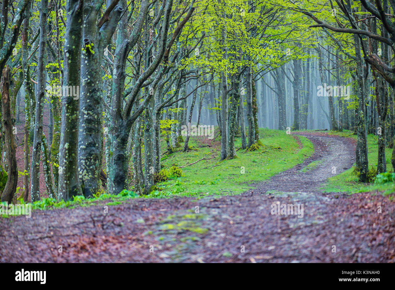 Percorso nella Foresta, Parco Nazionale delle Foreste Casentinesi NP, Emilia Romagna distretto, Italia Foto Stock