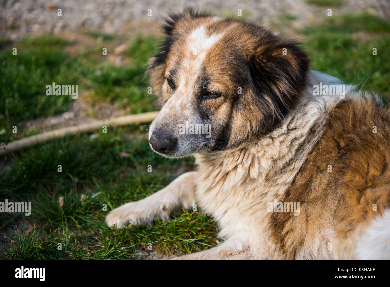 L'Italia, Toscana, bianco e marrone di fur cane relax su una strada sterrata prestando attenzione a qualcosa di Foto Stock