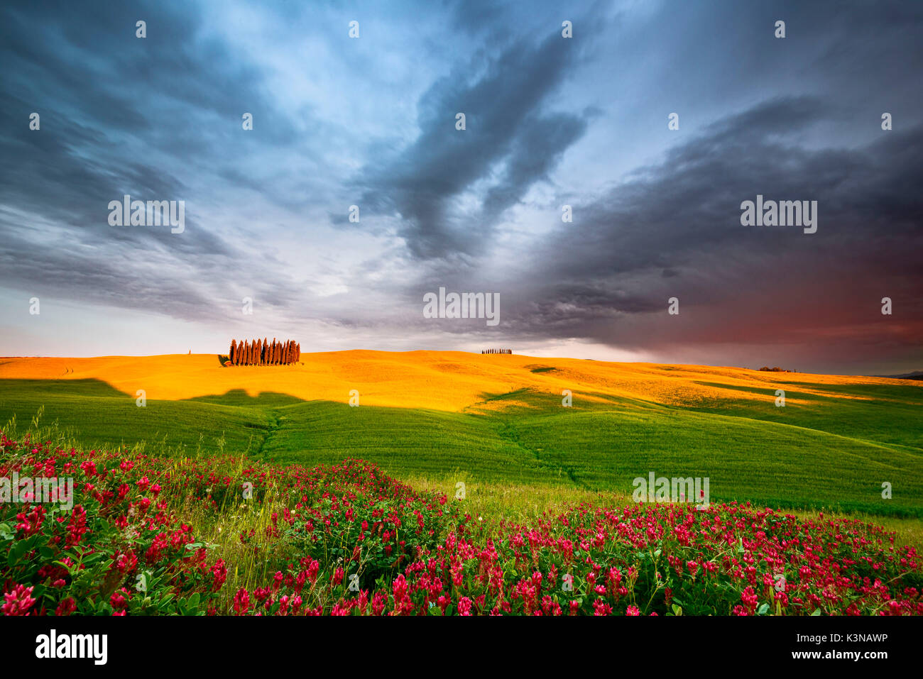 L'Italia, Toscana, Siena distretto, Val d'Orcia - Cipresso a NUVOLOSO TRAMONTO Foto Stock