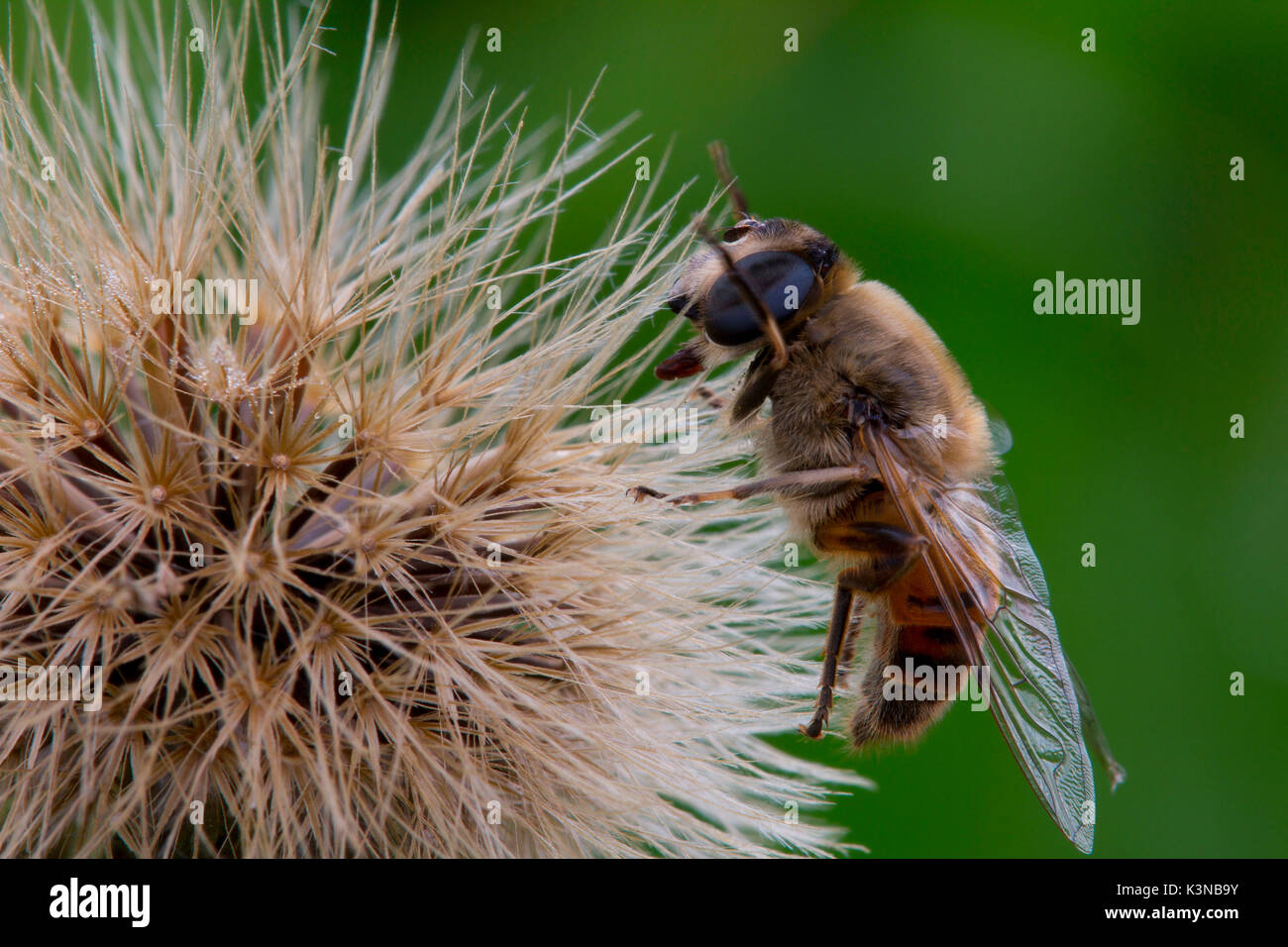 Un'ape sedersi su un fiore di tarassaco coperti da umidità al mattino. Trentino Alto Adige, Italia Foto Stock