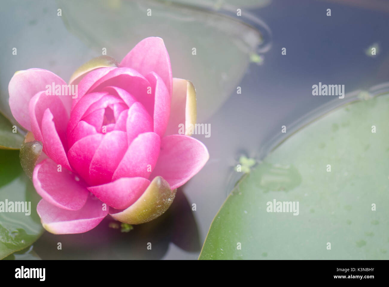 Fiore di loto in acqua, Lago Trasimeno, Umbria, Italia Foto Stock