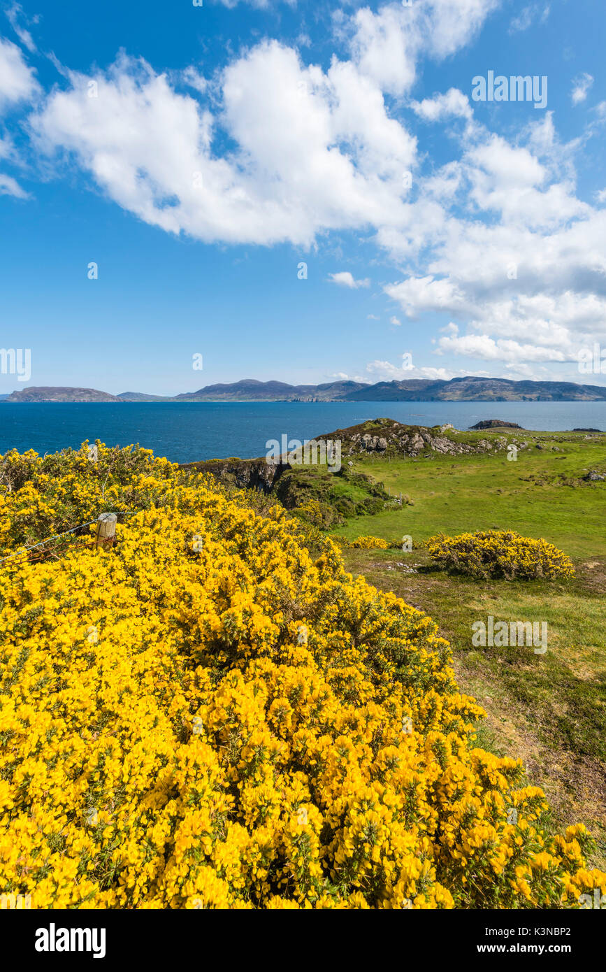 Fanad, County Donegal, Ulster regione, l'Irlanda, l'Europa. Whin Giallo in fiore. Foto Stock