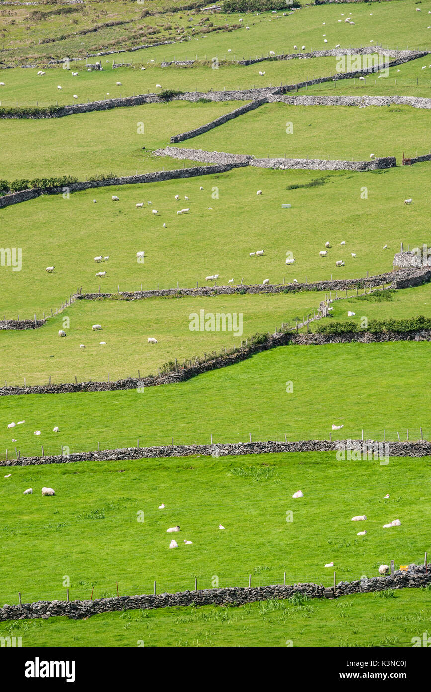 Scenario irlandese con muri in pietra a secco e le pecore. Contea di Kerry, munster, irlanda, Europa. Foto Stock