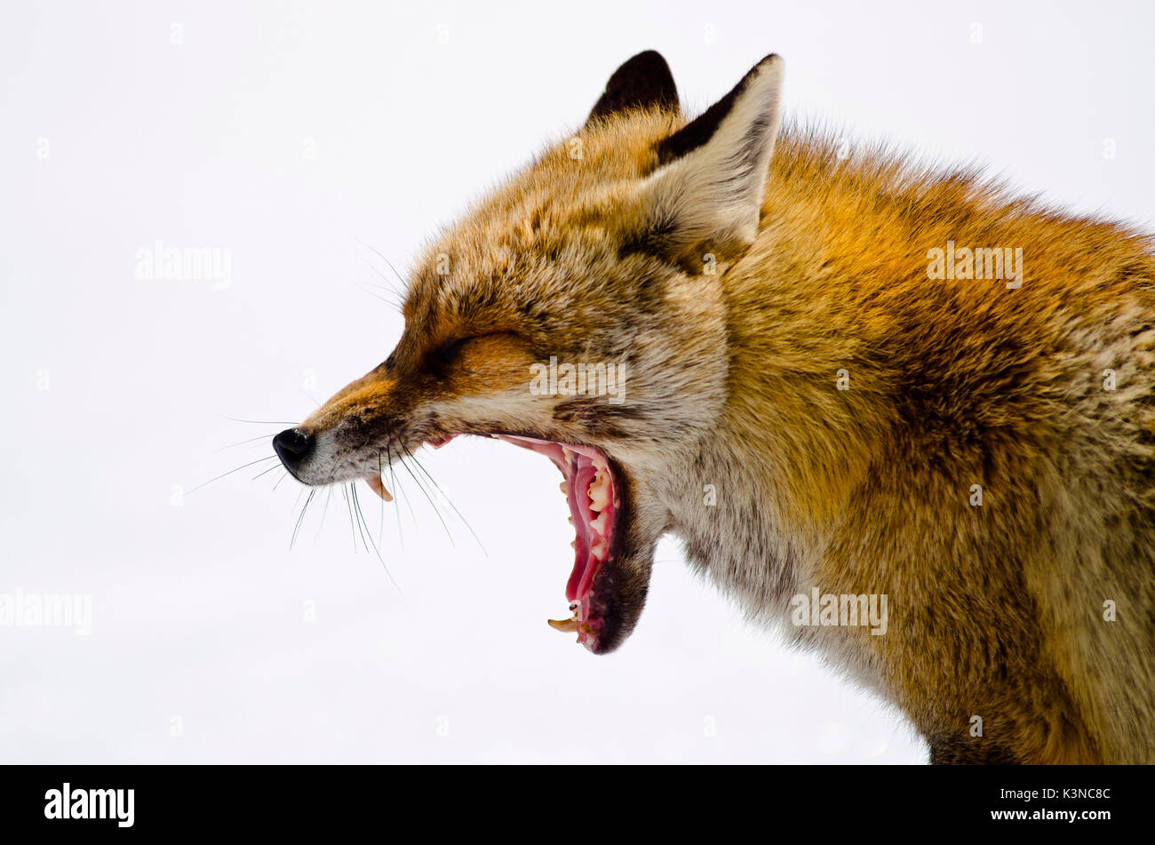 Fox sbadigli. (Valle Orco, il Parco Nazionale del Gran Paradiso, Piemonte, Italia) Foto Stock