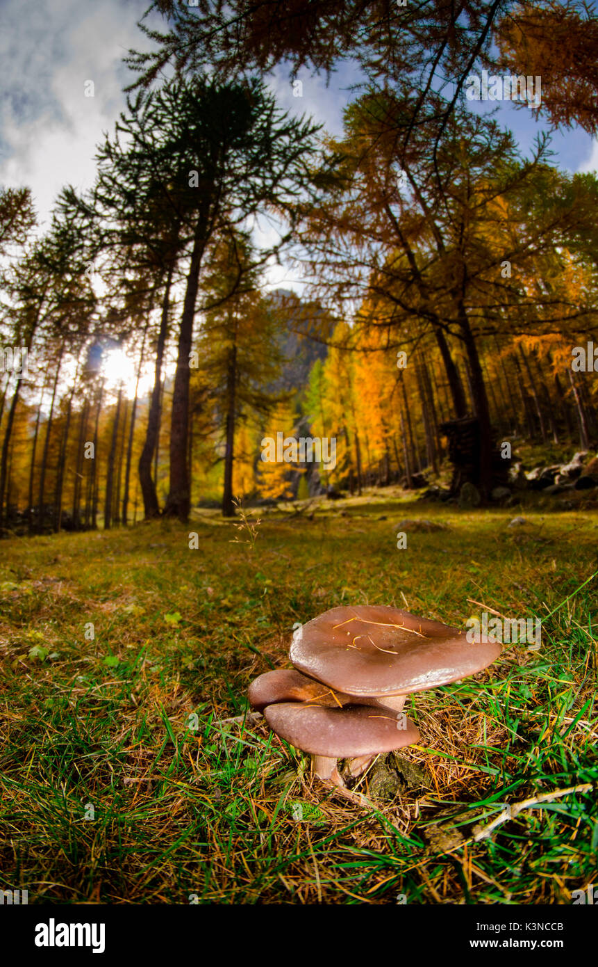 Funghi sotto i boschi, nel periodo autunnale. (Di Champorcher la valle, Valle d'Aosta, Italia) Foto Stock