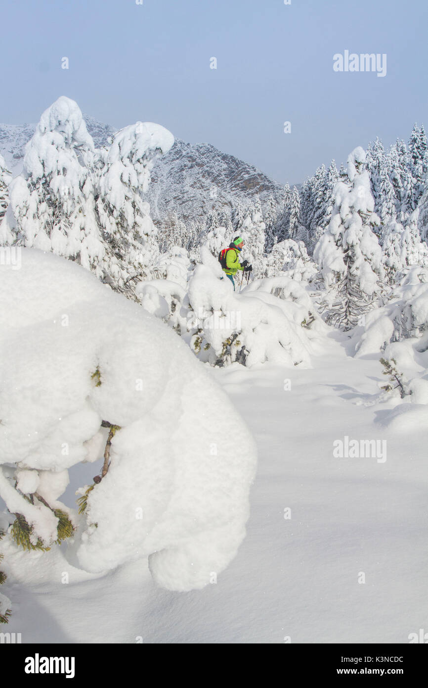 Sci alpinismo tra nevicato alberi - Bormio - Valtellina - montagne di Lombardia Foto Stock