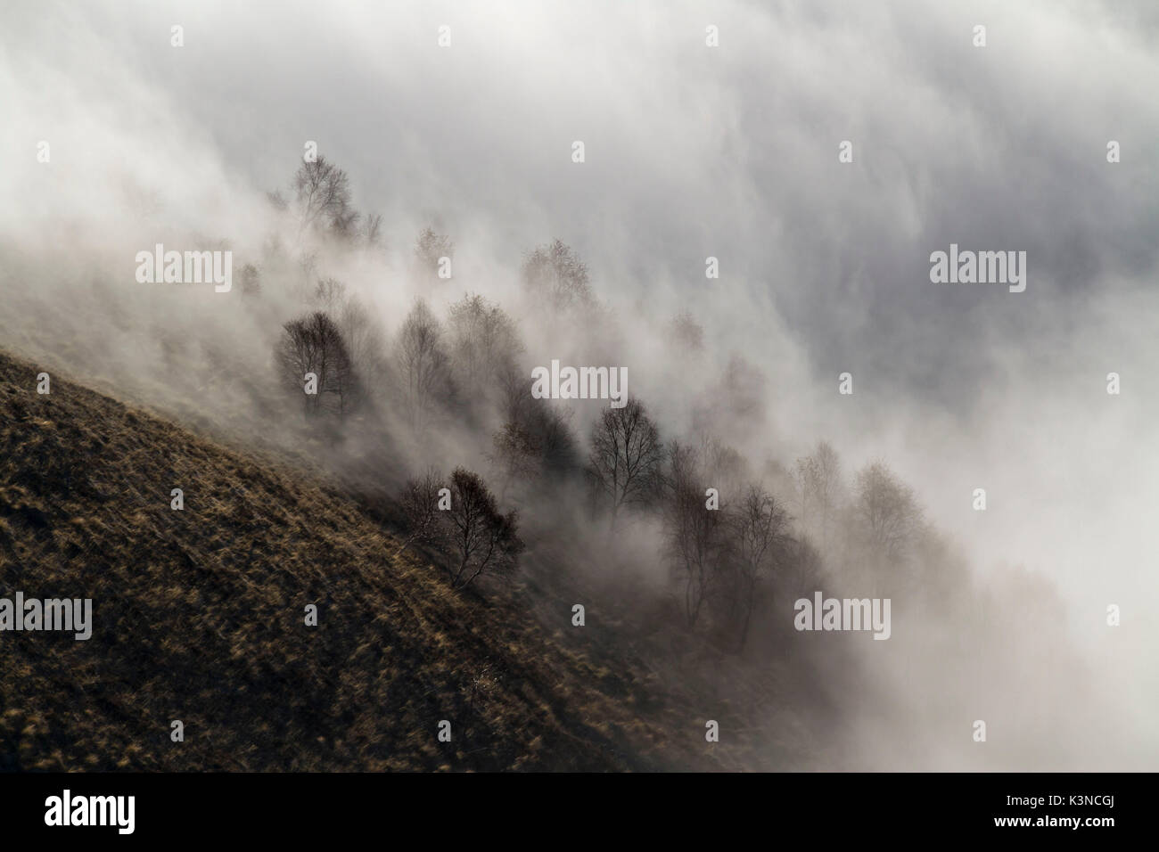 La nebbia si muove tra gli alberi (Bielmonte, Veglio, provincia di Biella, Piemonte, Italia, Europa) Foto Stock