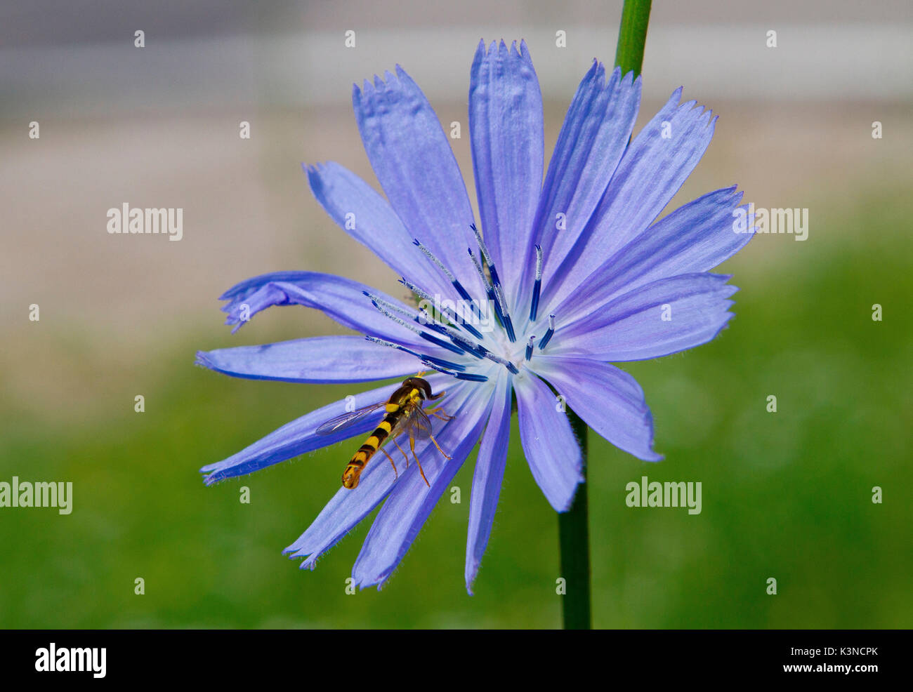 Fiore di cicory selvatico con un insetto sulla petali Foto Stock
