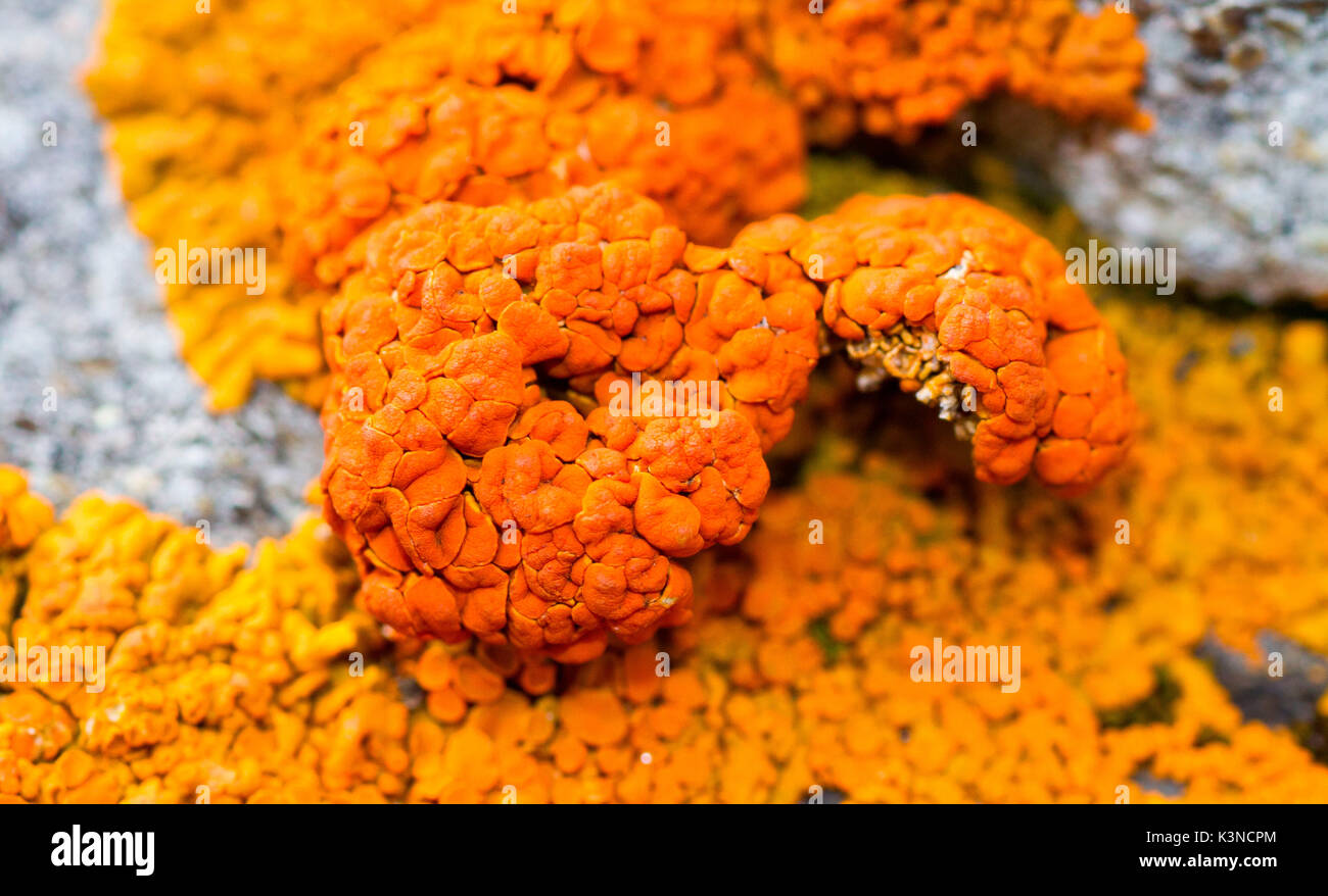 I dettagli di lichene - Fotografia macro Foto Stock