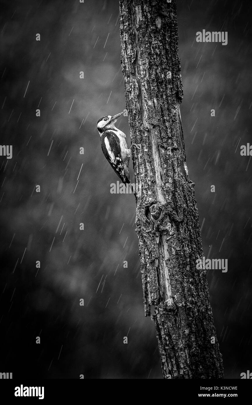 Santa Cristina di Quinto,Treviso,Veneto,Italia in bianco e nero riprese di un picchio prese durante un giorno di pioggia Foto Stock