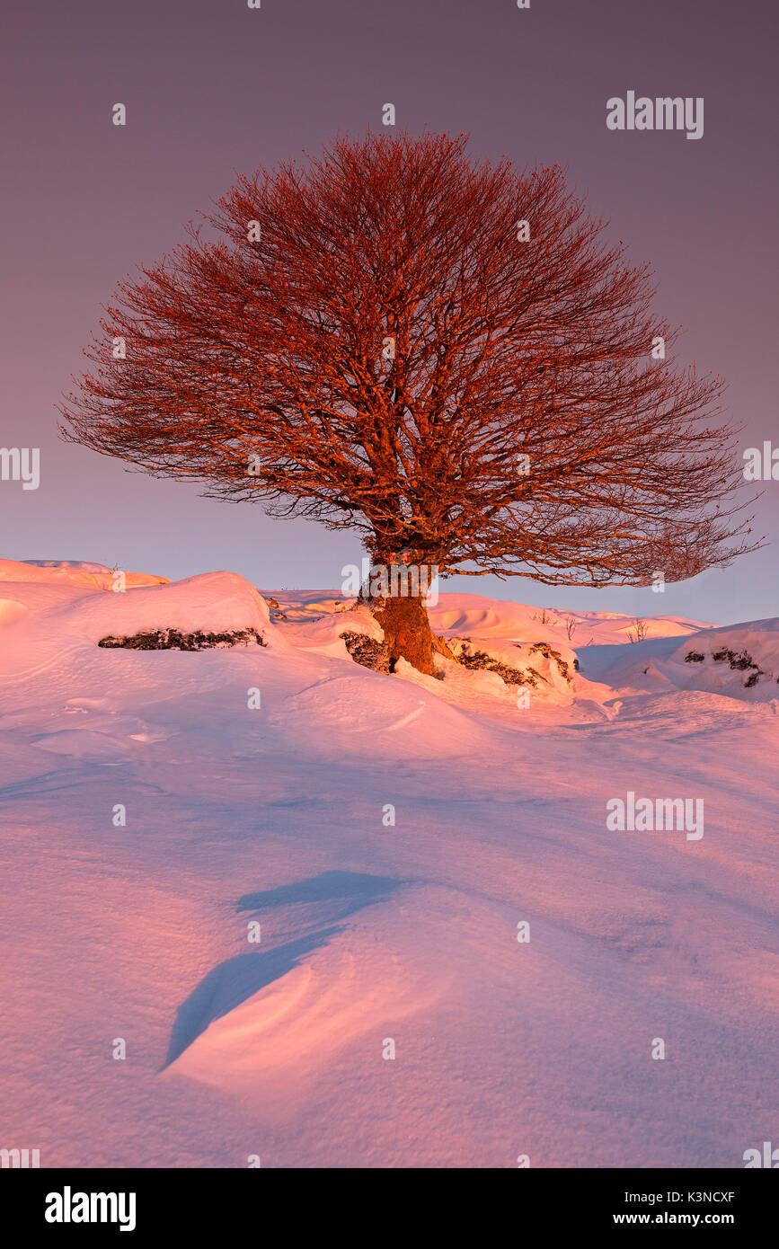 La Lessinia,Veneto,Italia un albero circondato da neve fotografato con la dolce luce di alba Foto Stock
