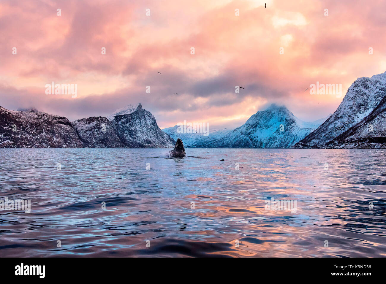 Mefjordvaer,Senja, Norvegia Foto Stock