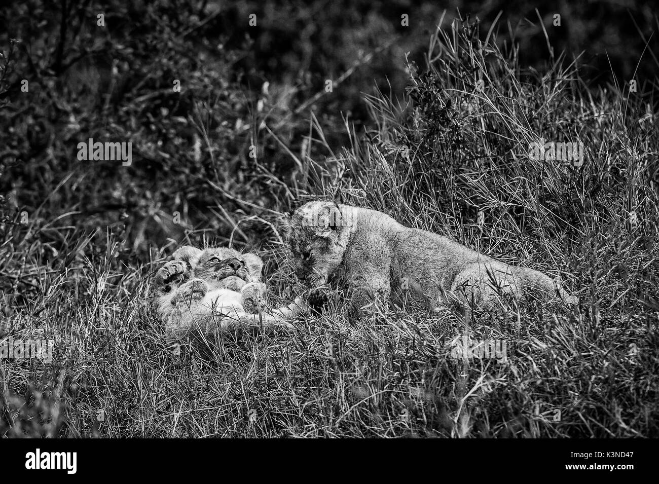 Parco Masai Mara, Kenya, Africa due lion cubs fotografato mentre la riproduzione in erba Foto Stock