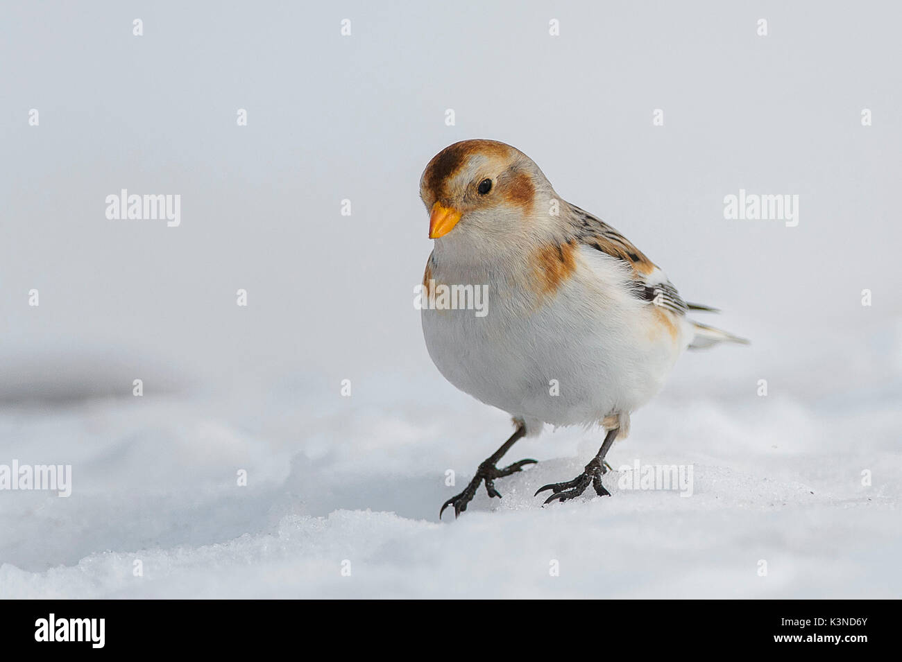 La Lessinia,Veneto,Italia la fotografia di un bunting preso nella neve sulle montagne della Lessinia Foto Stock