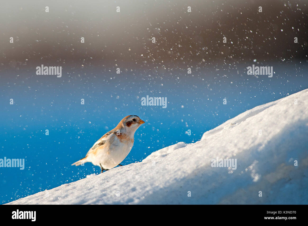La Lessinia,Veneto,Italia la fotografia di un bunting preso nella neve sulle montagne della Lessinia Foto Stock