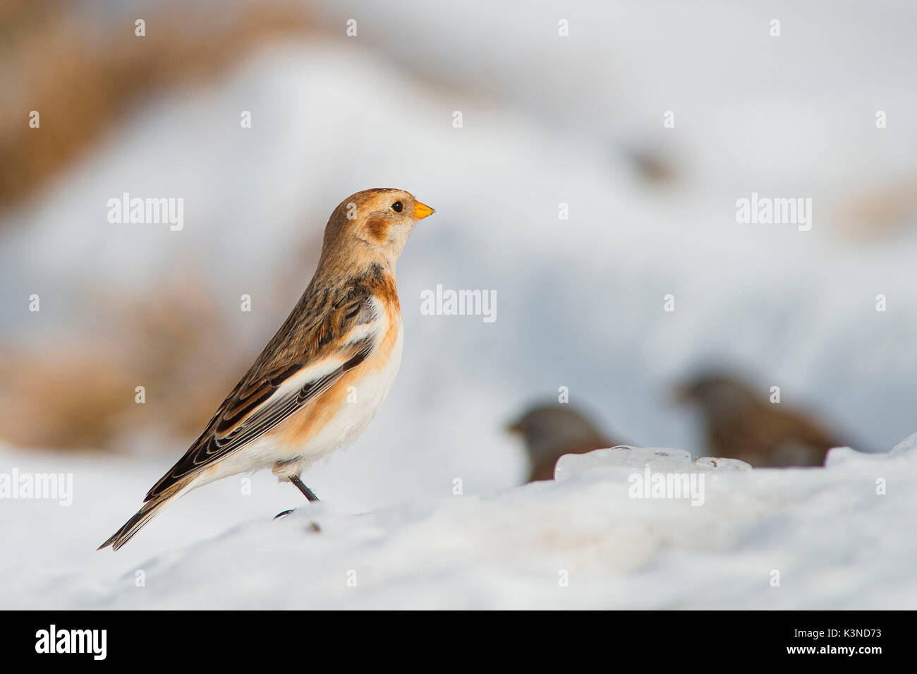 La Lessinia,Veneto,Italia la fotografia di un bunting preso nella neve sulle montagne della Lessinia Foto Stock