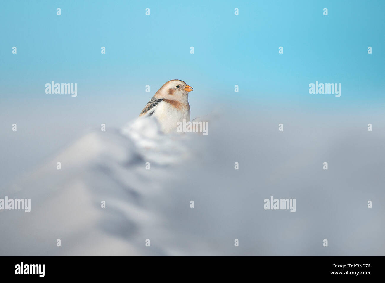 La Lessinia,Veneto,Italia la fotografia di un bunting preso nella neve sulle montagne della Lessinia Foto Stock