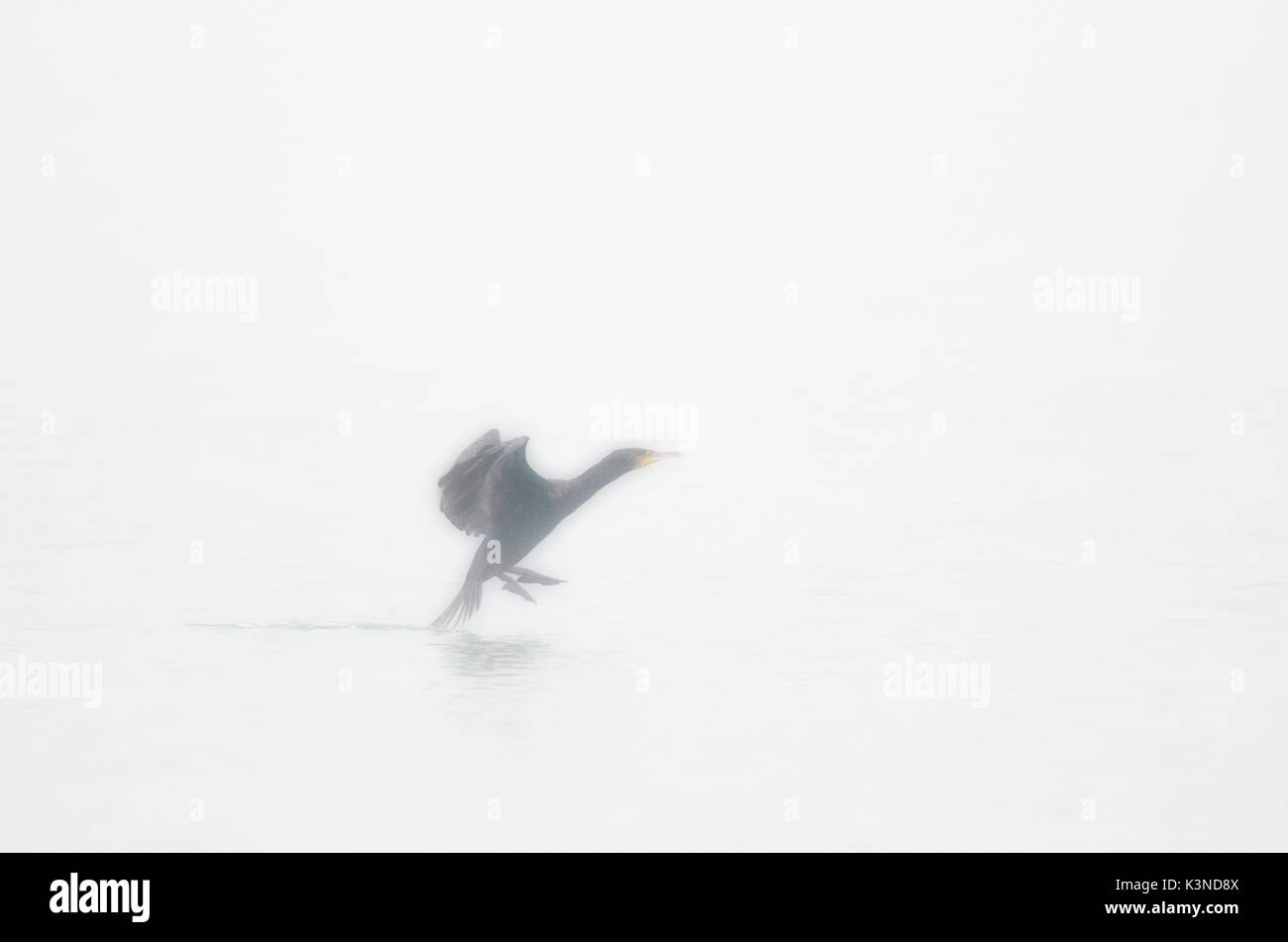 Lago di Garda,Brescia,Lombardia,Italia cormorano scivola in acqua nella nebbia mattutina Foto Stock