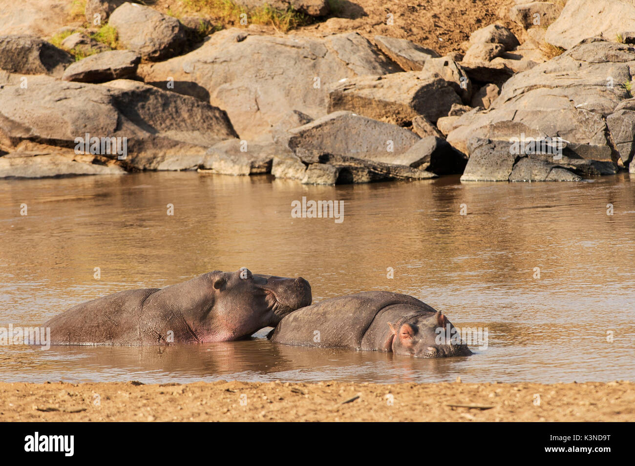 Masai Mara Park, Kenya, Africa due hippos presi durante il riposo in un fiume nel parco del Masai Mara Foto Stock