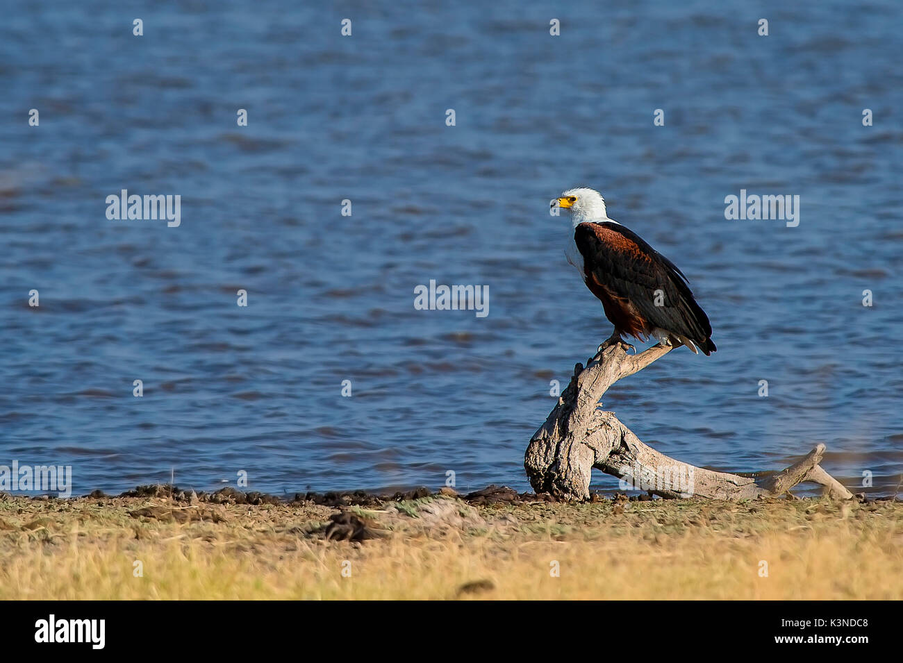 Il Parco di Amboseli,Kenya,Africa African Fish Eagle in appoggio su un registro vicino al latino park Amboseli Foto Stock
