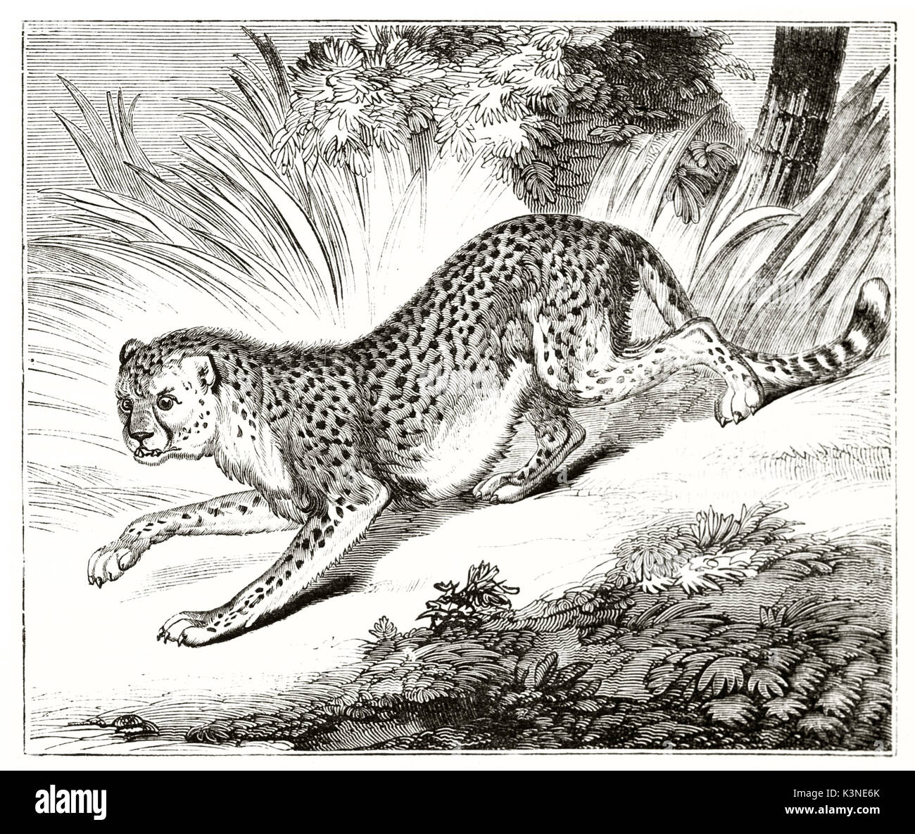 Vecchia illustrazione di un ghepardo (Acinonyx jubatus) esecuzione veloce nella foresta con la sua tipica pelliccia tratteggiata. Da autore non identificato pubblicato il Magasin pittoresco Paris1839 Foto Stock
