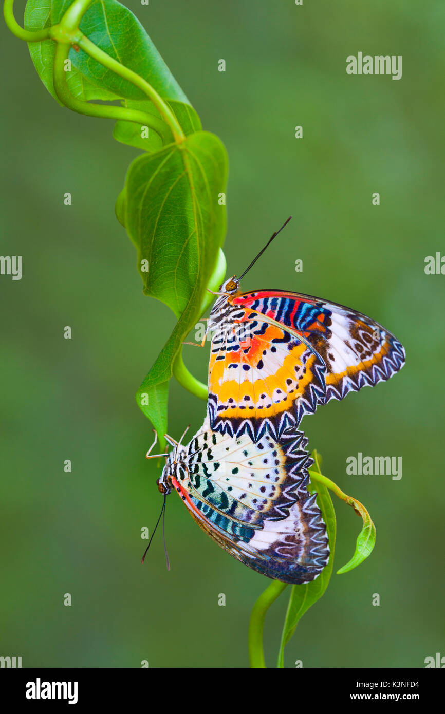 Due allevamento di farfalle sulle foglie in natura. Foto Stock