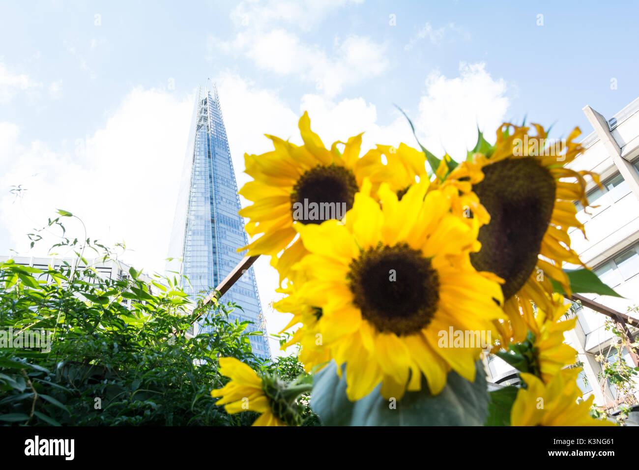 Luminoso giallo dei girasoli fioritura di fronte di Renzo Piano il frammento di vetro grattacielo a Londra, Regno Unito. Foto Stock