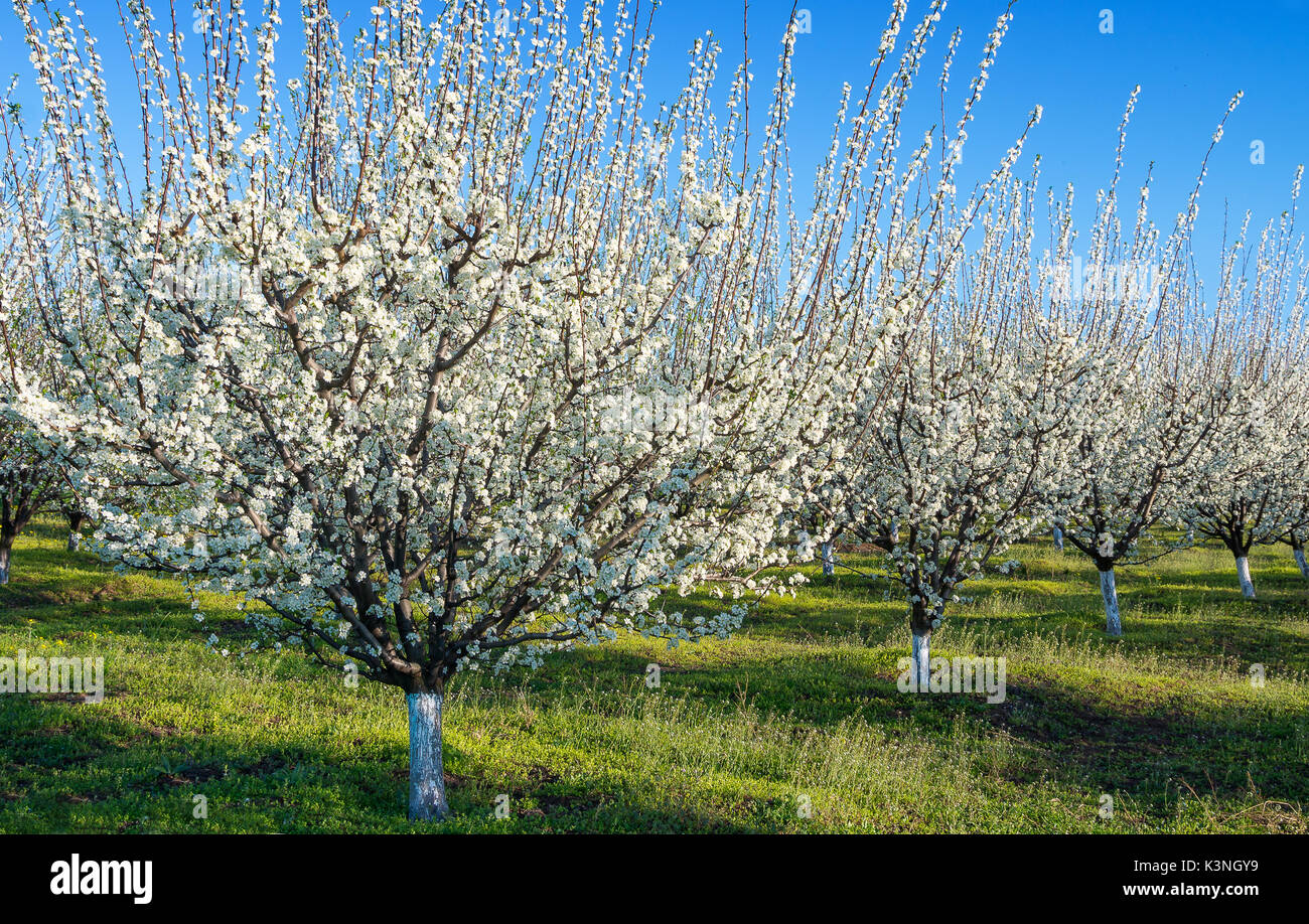 Agricoltura - Blu Prugna frutteto in piena fioritura Foto Stock
