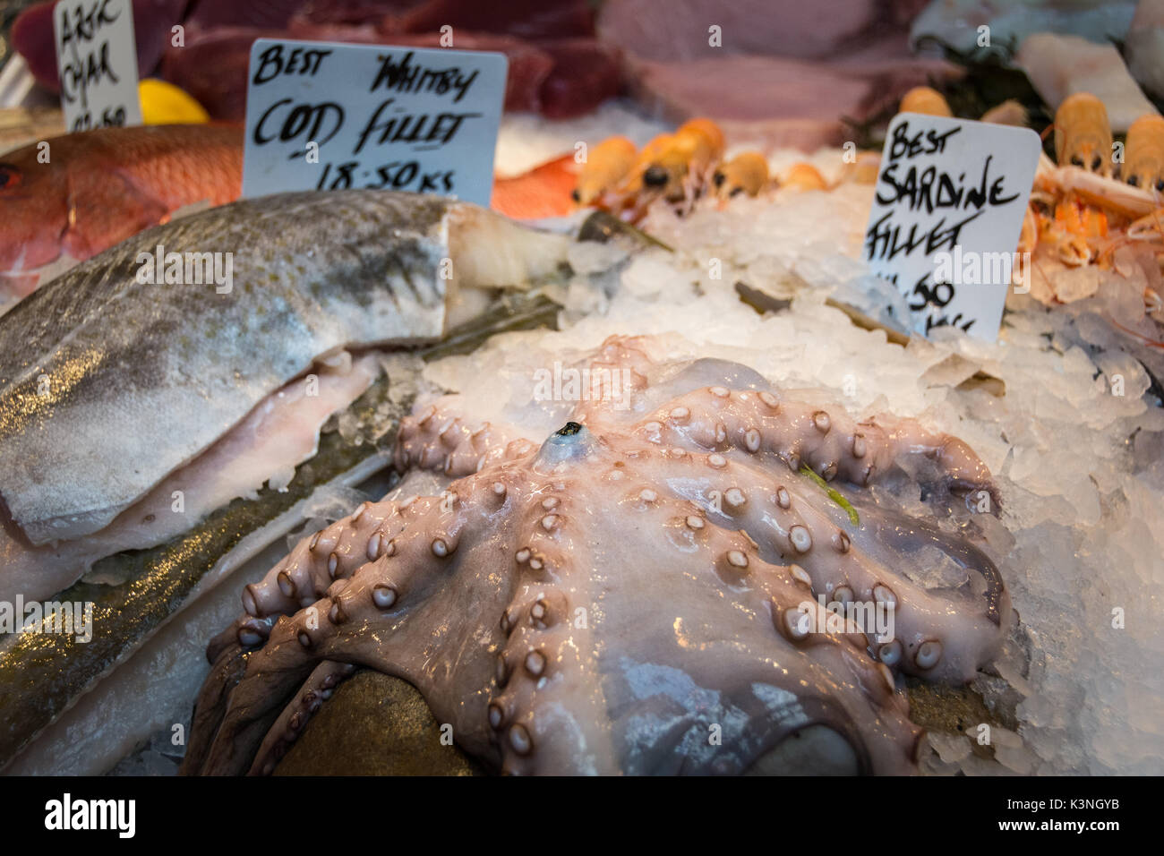 Close-up di un polipo su un pescivendolo stallo a Borough Market, London, SE1, Regno Unito Foto Stock