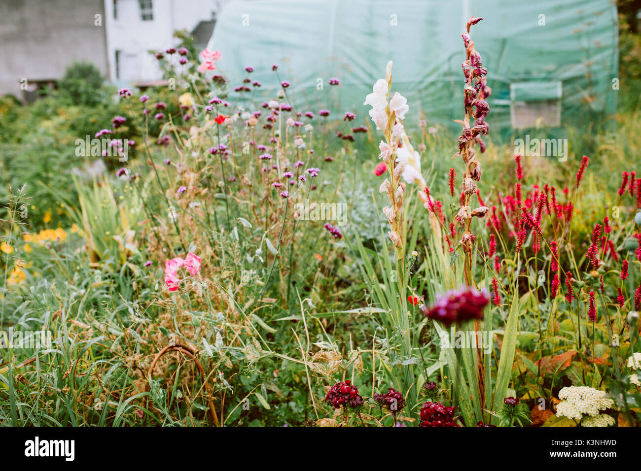 Fiori Selvatici a Stroud allotment, Gloucestershire Foto Stock