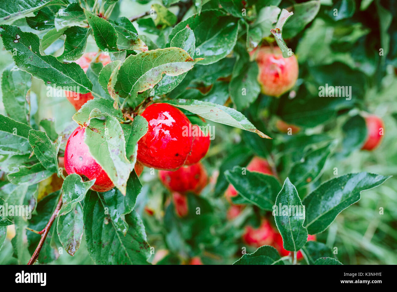 Mele rosse su un albero ad un riparto Foto Stock