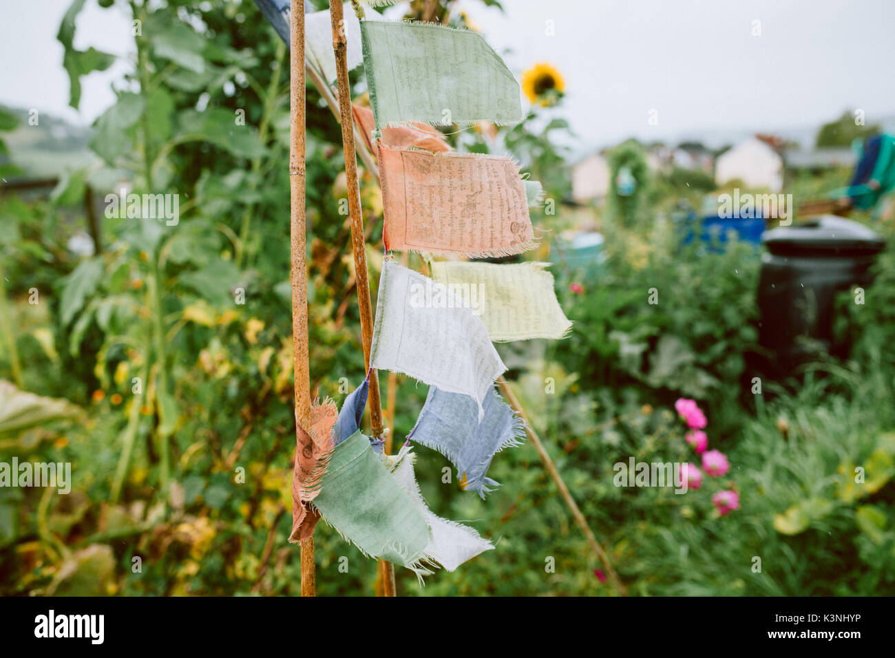 Bunting naturale a un riparto in Stroud, Gloucestershire Foto Stock