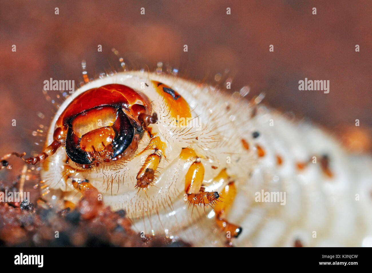 Sole africano Beetle (Pachnoda marginata peregrina) larve Foto Stock