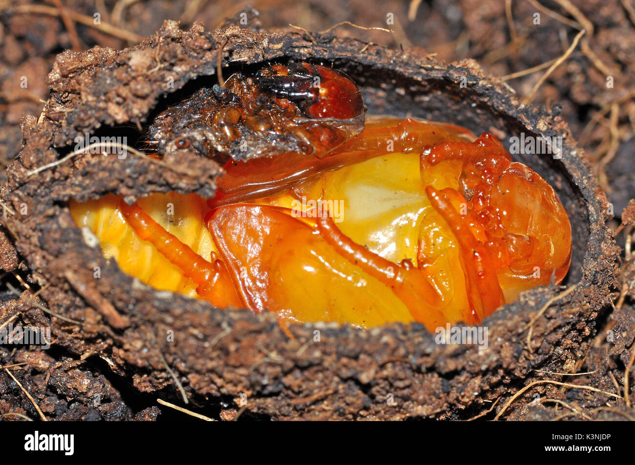 Sole africano Beetle (Pachnoda marginata peregrina) pupe e larve pelle Foto Stock