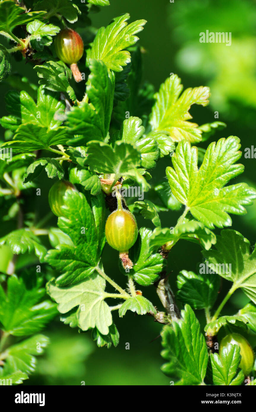 Uva spina boccola con bacche e foglie verdi Foto Stock