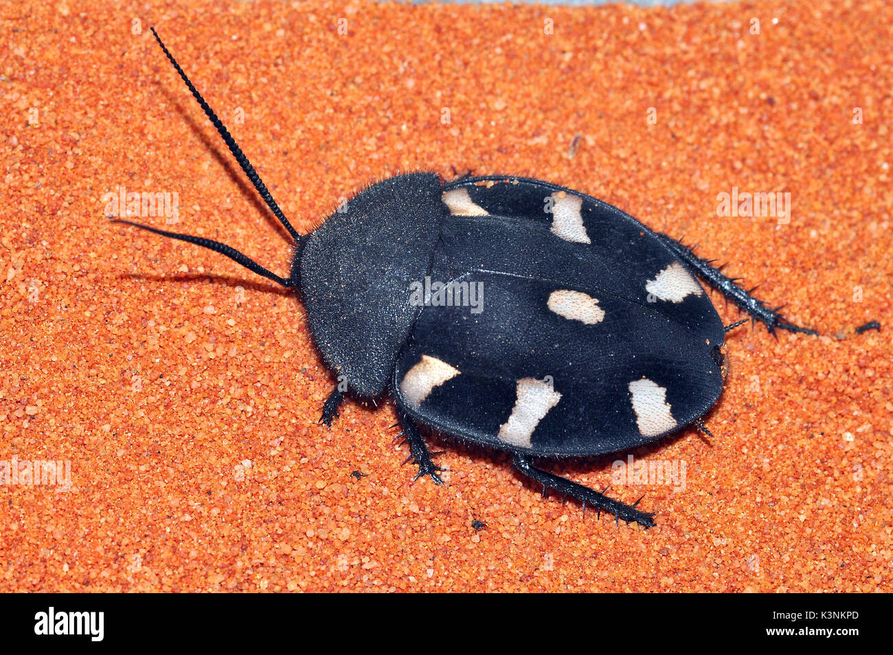 Indian Domino o scarafaggio sette-spotted scarafaggio therea petiveriana Foto Stock