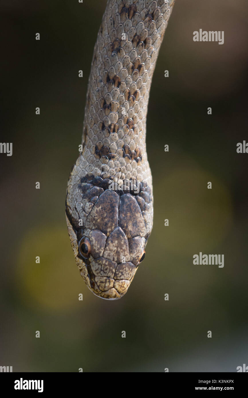Close-up di colubro liscio (Coronella austriaca) nel Surrey brughiera Foto Stock