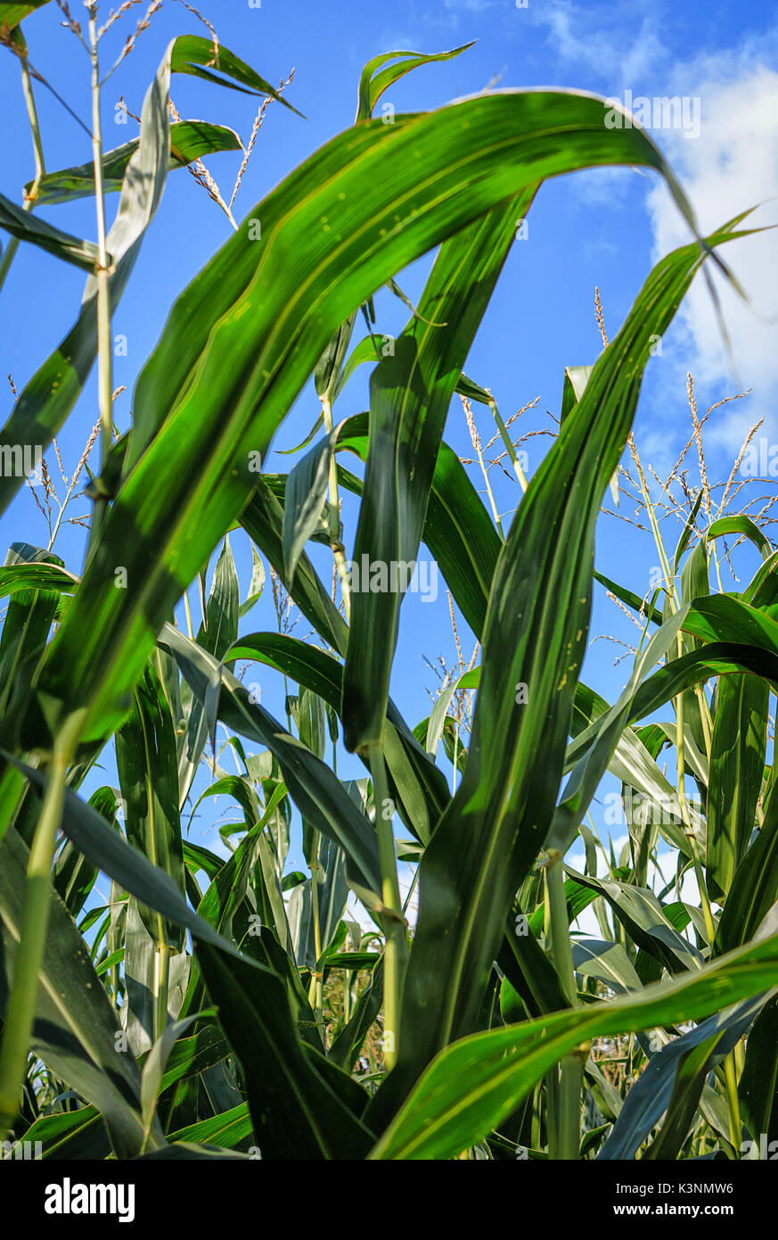 Soleggiato campo di mais a fine estate contro il cielo blu Foto Stock
