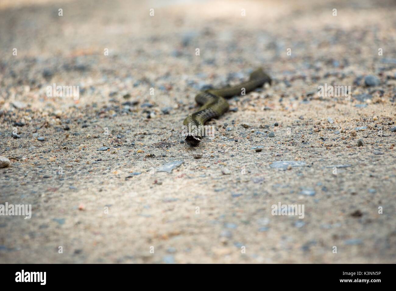 Serpente velenoso Viper in colore grigio con rombi, scorre lungo la strada forestale Foto Stock
