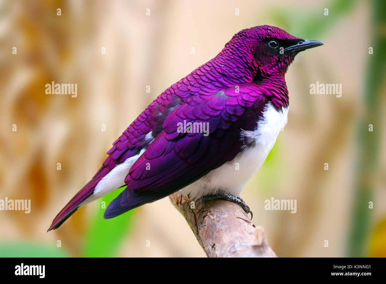 Maschio scintillante viola-backed o amethyst starling (cinnyricinclus leucogaster) seduto su un ramo Foto Stock