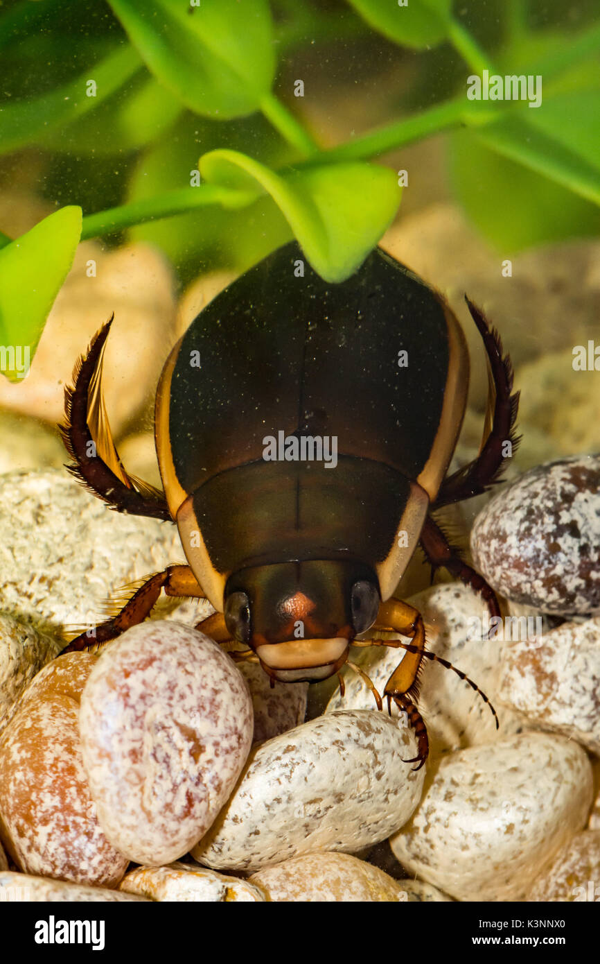 Predacious Diving Beetle Foto Stock