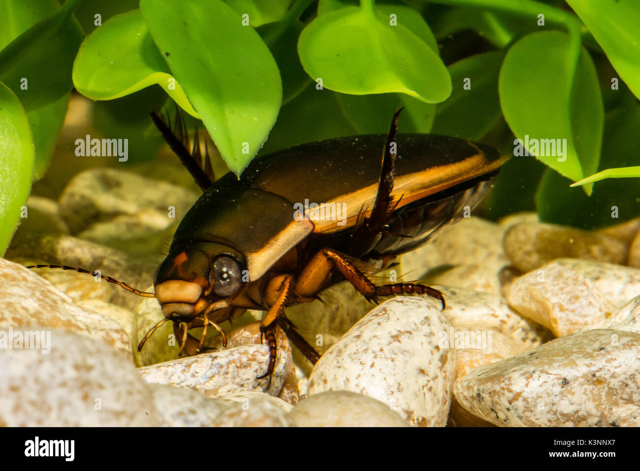 Predacious Diving Beetle Foto Stock