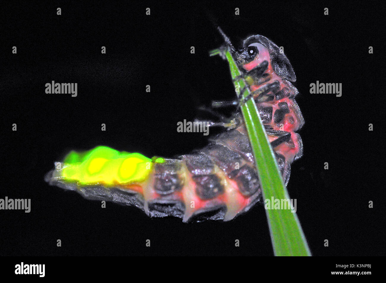 Glow Worm (Lampyris Noctiluca) femmina emettere luce ad attrarre un maschio Foto Stock